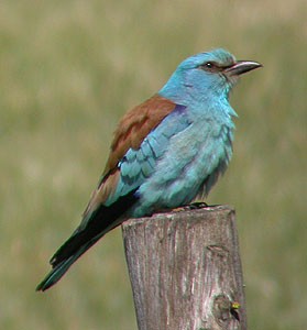 European Roller  - Coracias garrulus © John Muddeman